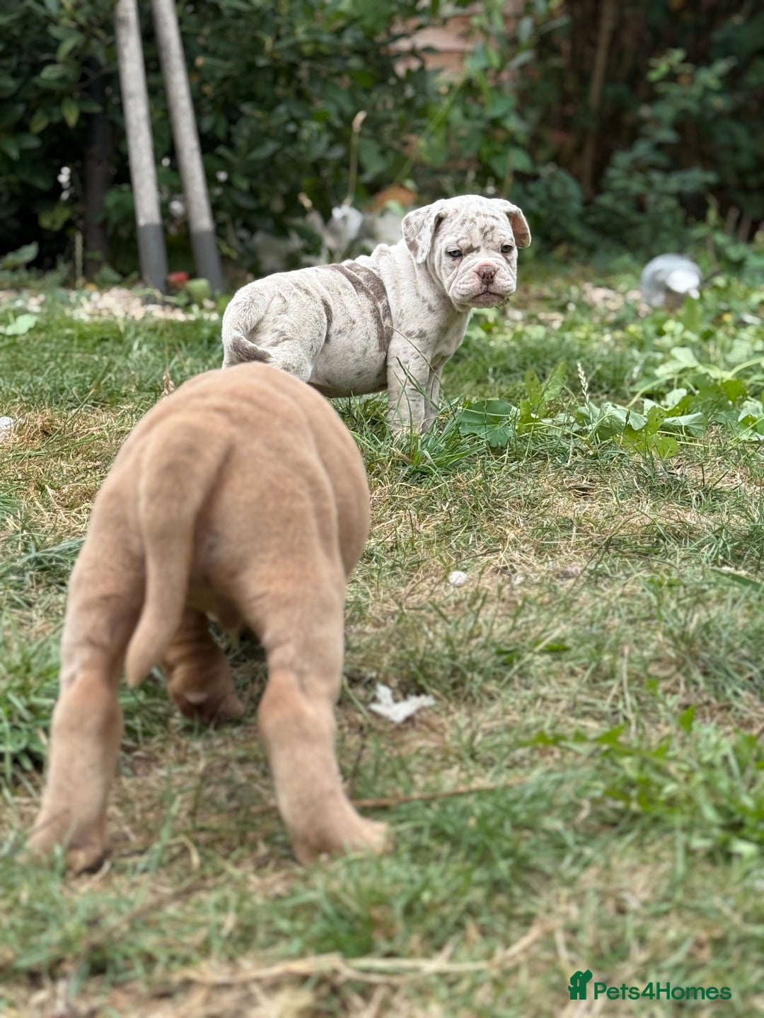 Mixed Breed dogs for sale: Beautiful lilac cane Corso x bulldog pups  - Image 24