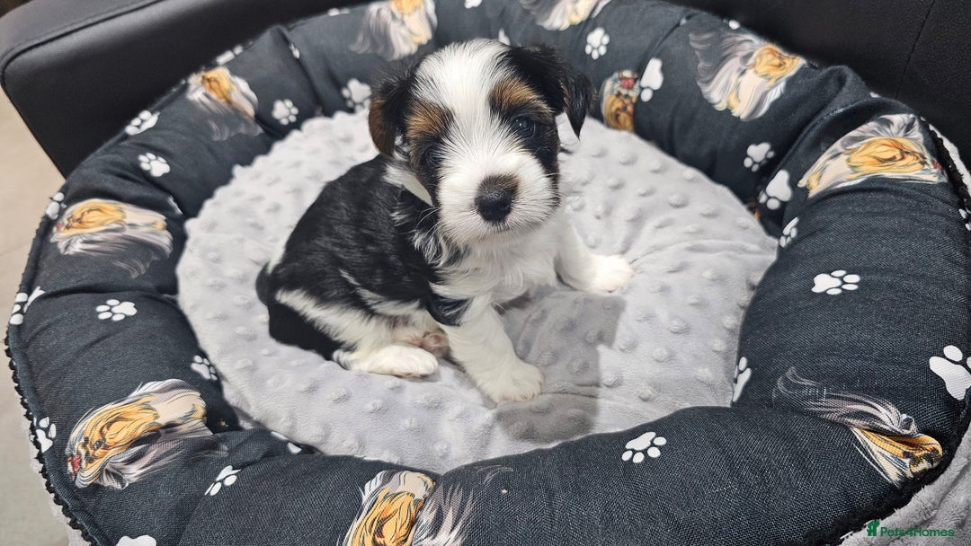 Yorkshire Terrier dogs for sale: 3 boys biewer yorkshire terrier with IHR Pedigree - Advert 18