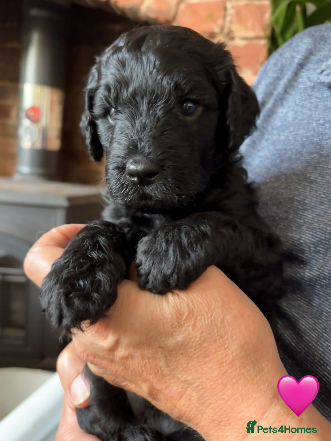 Labradoodle dogs for sale: Labradoodle Puppies 10 weeks 14 Nov 25 - Image 23