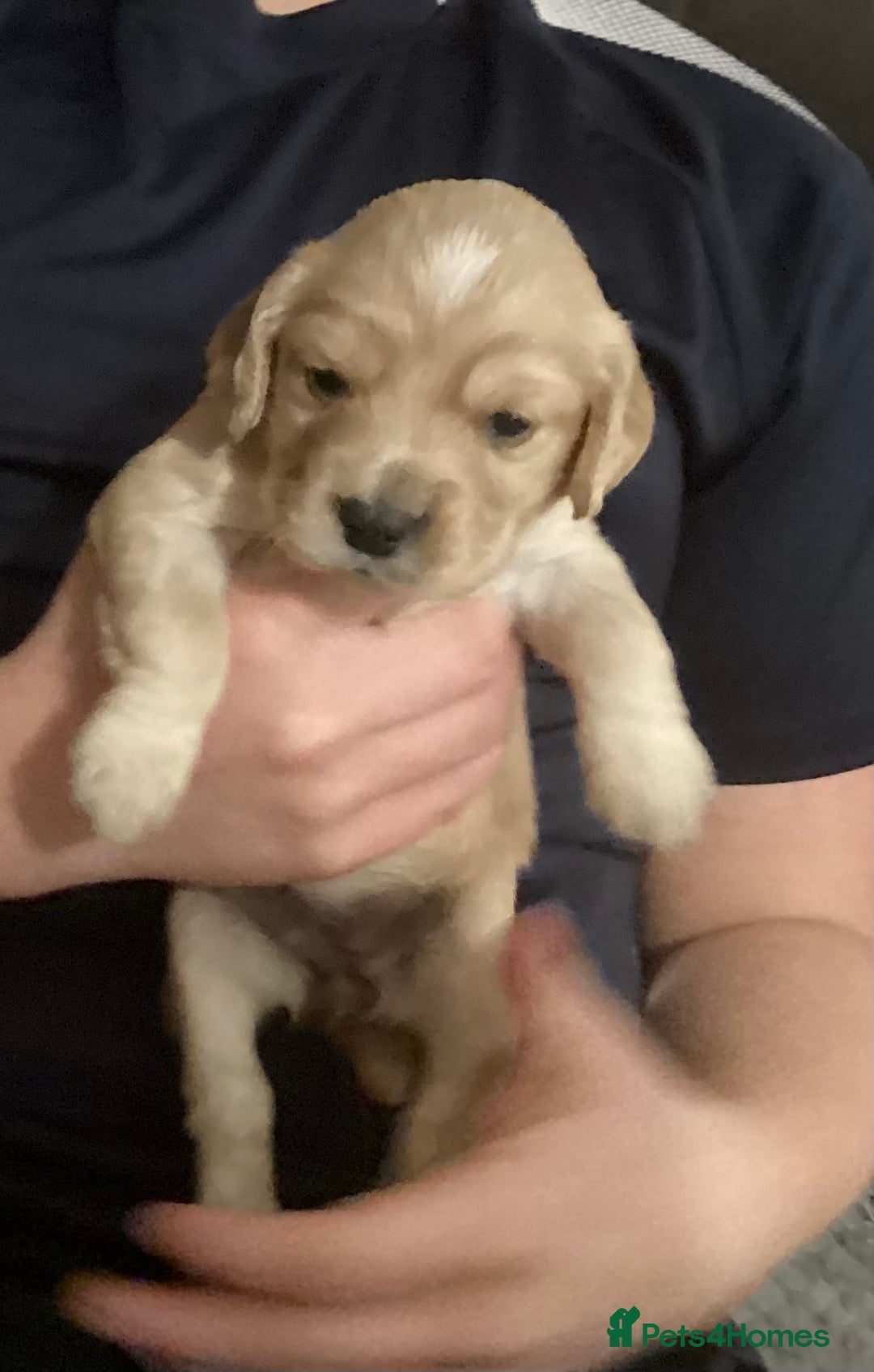 Cocker Spaniel dogs for sale: KC registered working cocker spaniel puppies  - Advert 28
