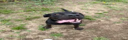 Mixed Breed dogs for stud: Rottiecorso stud  - Advert 3