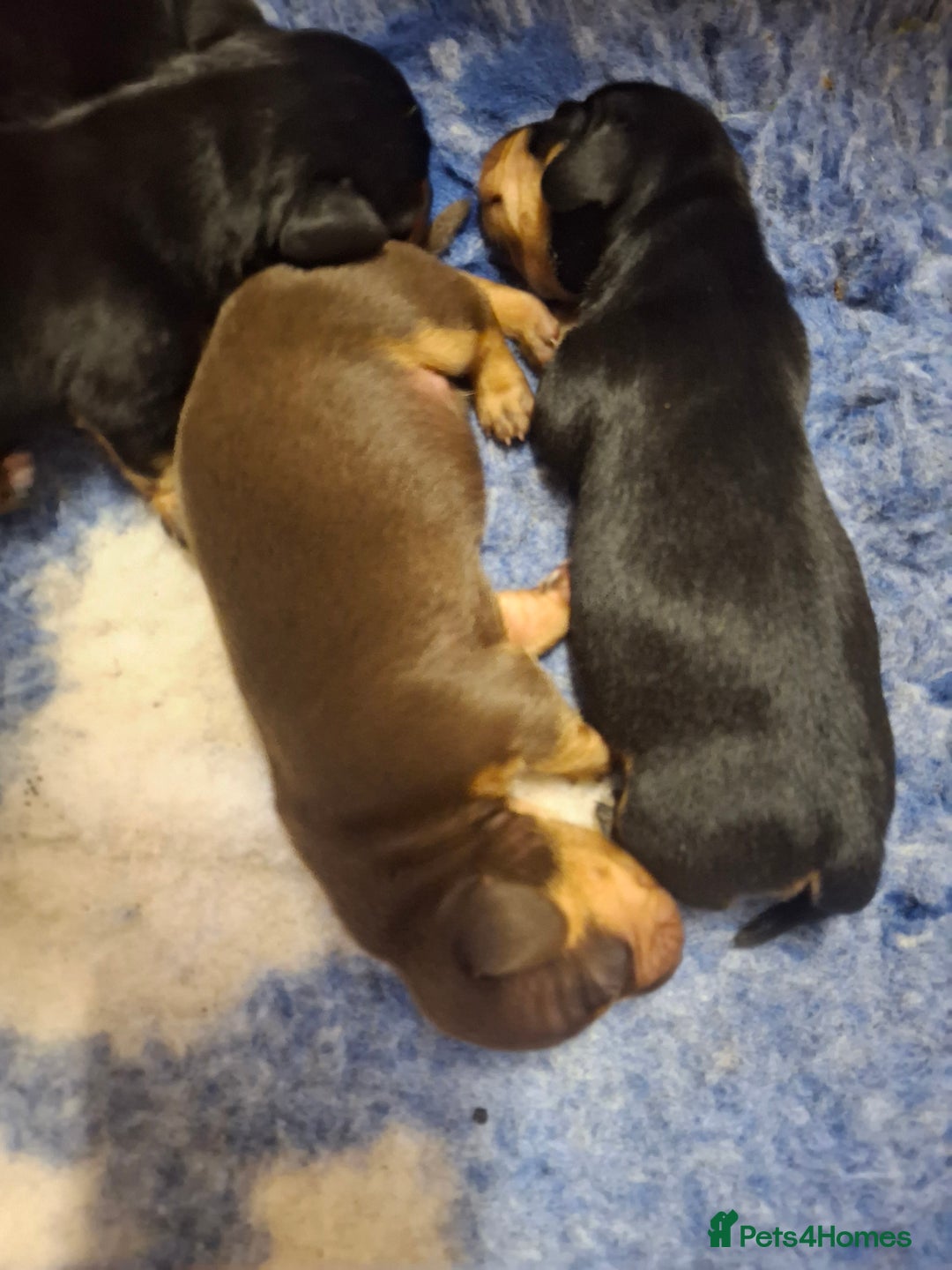 Dachshund dogs for sale: 4 exceptional smooth haired  dachshund mini pups  - Image 6