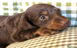 Miniature Dachshund dogs for sale: Miniature Long Haired Dachshund Puppies - Advert 9