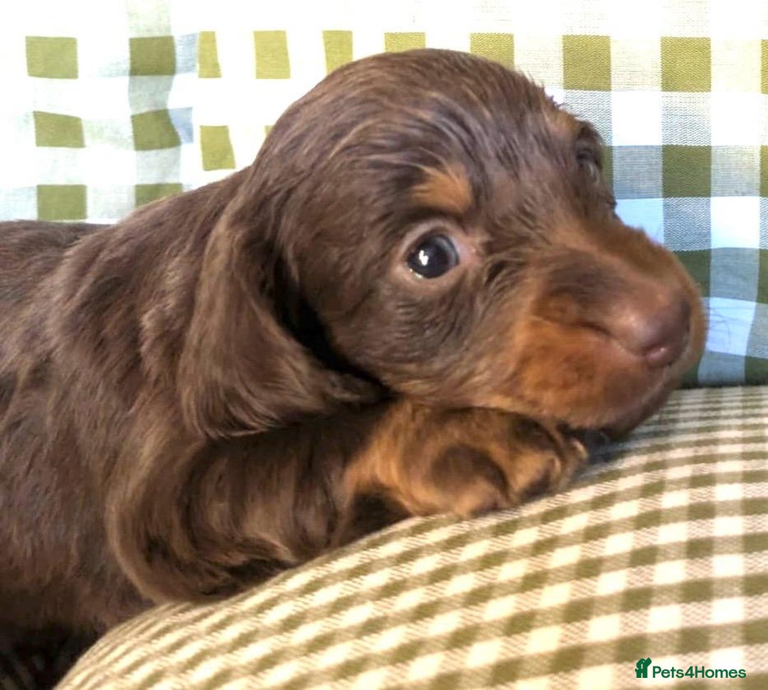Miniature Dachshund dogs for sale: Miniature Long Haired Dachshund Puppies - Advert 9