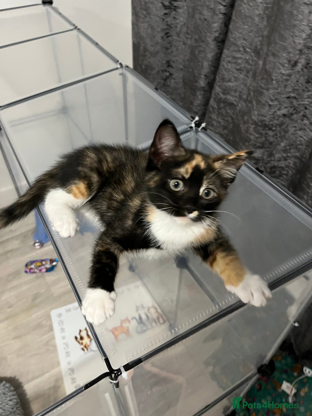 Mixed Breed cats for sale: Beautiful playful sweethearts - Image 9