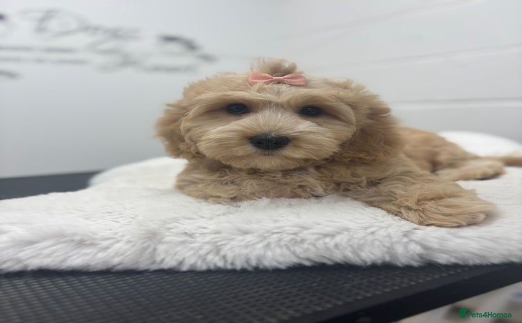 Cavapoo dogs - Advert 1