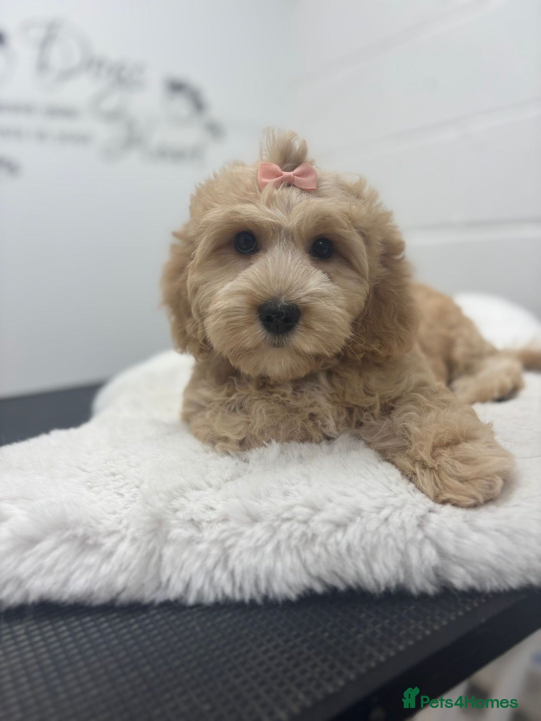 Cavapoo dogs for sale: Cavapoo for sale  - Image 1