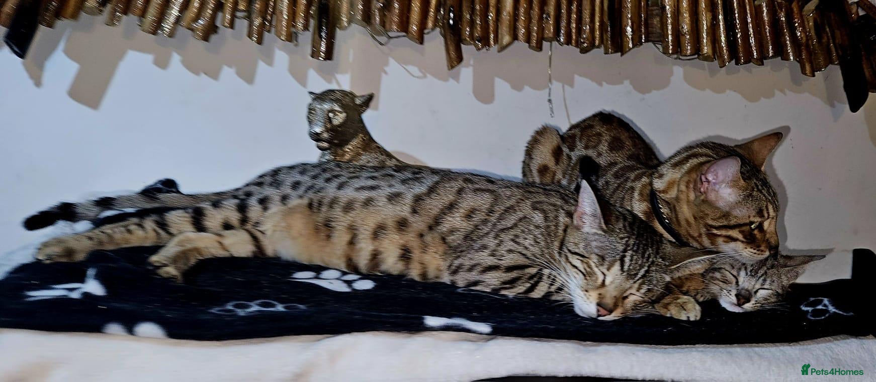 Mixed Breed cats Bengal mix  - Advert 1