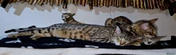 Mixed Breed cats for sale: Bengal mix  - Advert 1