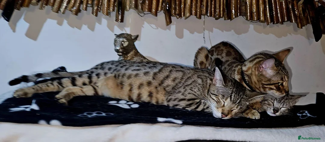 Mixed Breed cats for sale: Bengal mix  - Advert 1