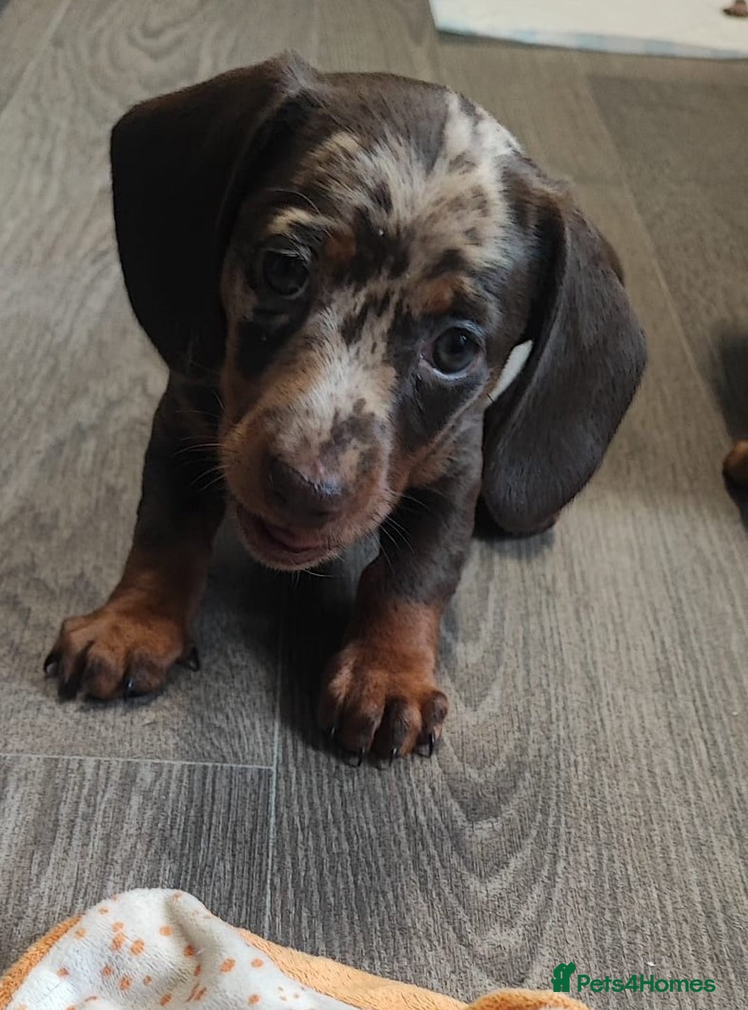 Miniature Dachshund dogs for sale: Miniature Dachshund 1 female left  - Image 7
