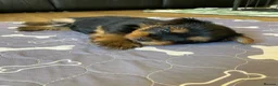 Yorkshire Terrier dogs for sale: KC Registered Yorkshire Terrier Puppies  - Advert 7