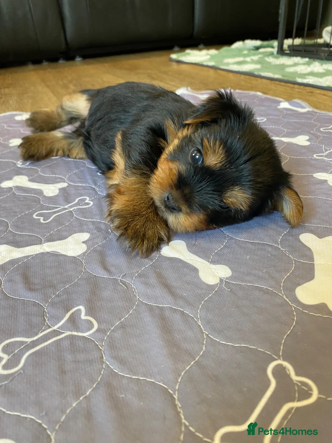 Yorkshire Terrier dogs for sale: KC Registered Yorkshire Terrier Puppies  - Advert 7