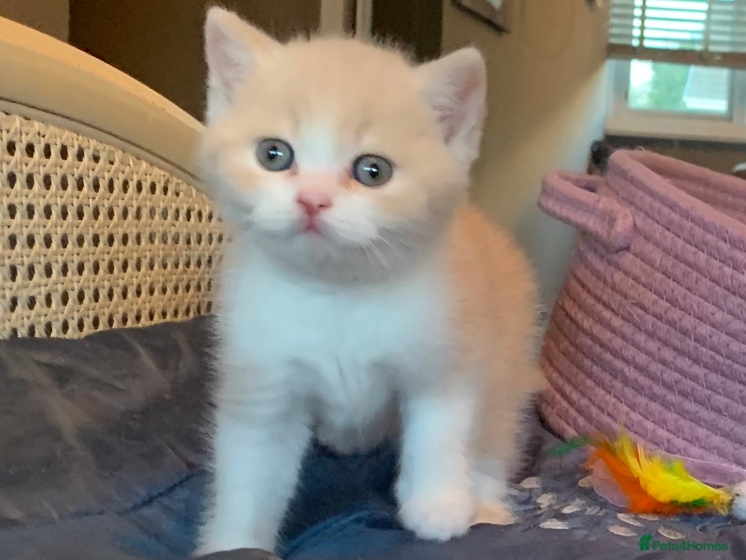 British Shorthair cats for sale: 🐻‍❄️Bundle Of Joy🐻‍❄️ - Image 3