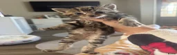 Mixed Breed cats for sale: Beautiful male and female kitten - Advert 9
