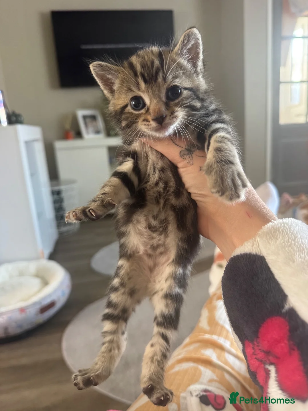 Mixed Breed cats for sale: Beautiful male and female kitten - Advert 9