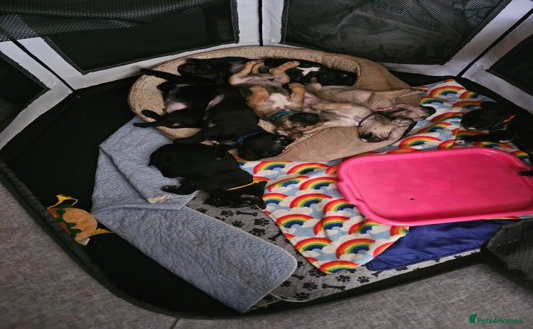Mixed Breed dogs - Advert 1