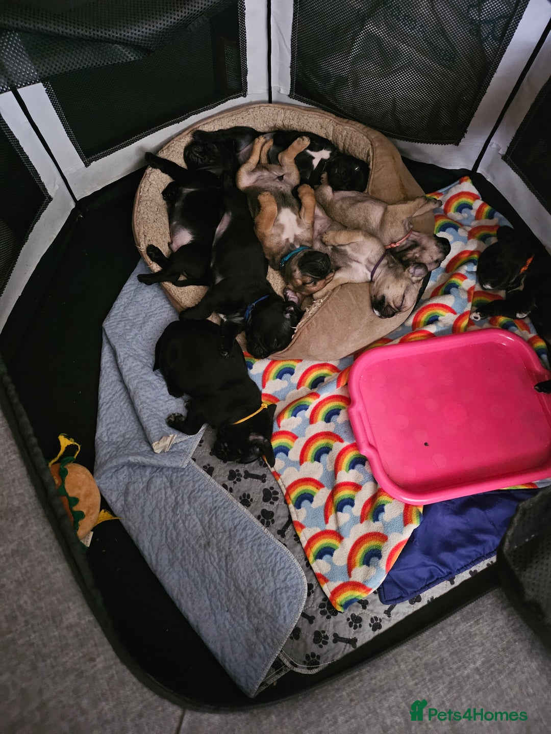 Mixed Breed dogs for sale: Reduced to 400 - Image 1