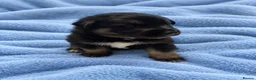 Mixed Breed dogs for sale: Labrador x Husky  - Advert 3