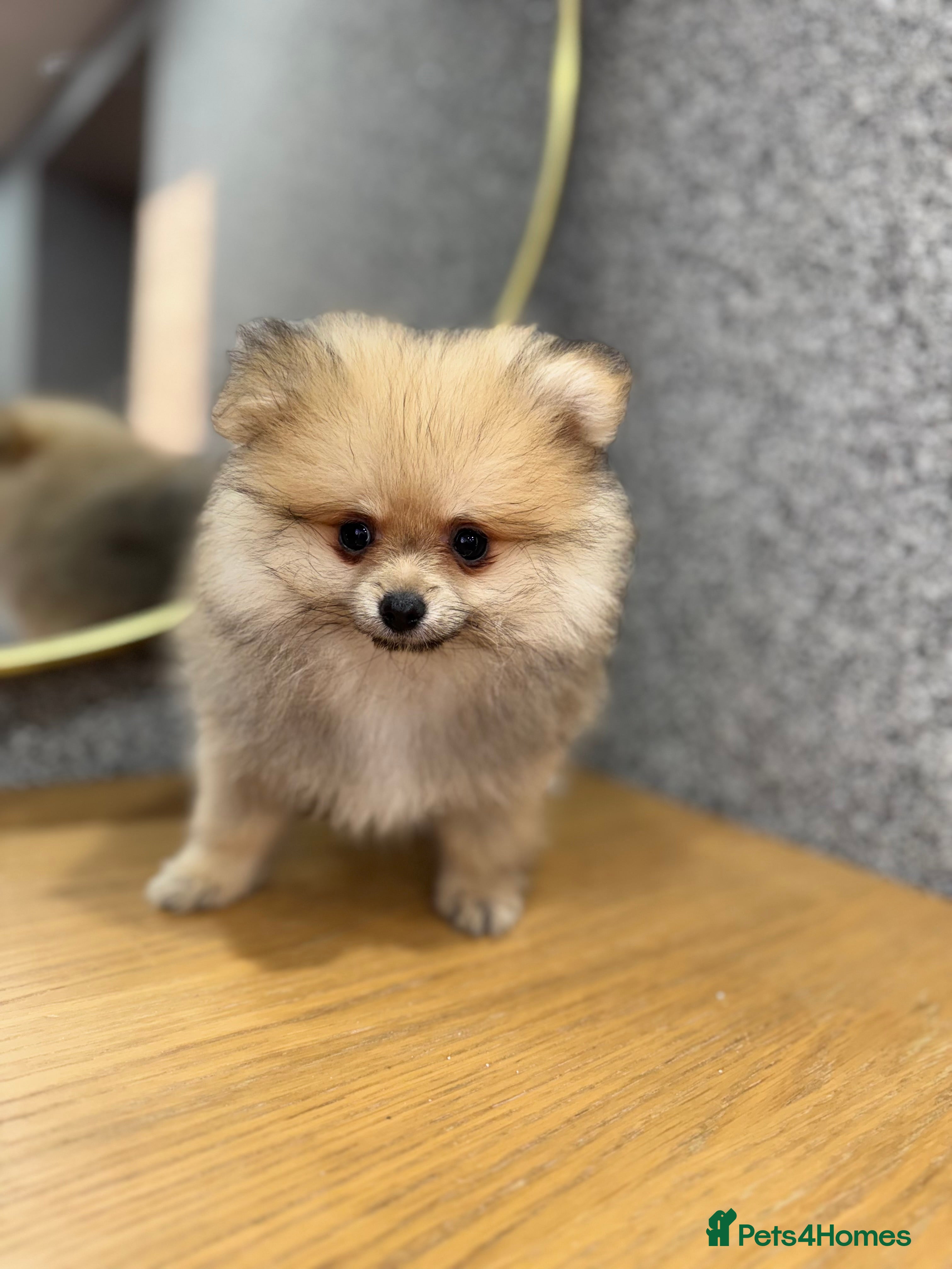 Pomeranian dogs Kc Registered last boy,ready to go! - Advert 9