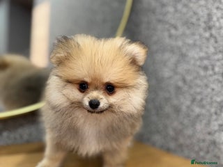 Pomeranian dogs Kc Registered last boy,ready to go! - Advert 9