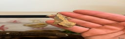 Gecko reptiles for sale: Crested gecko babies for sale  - Advert 14