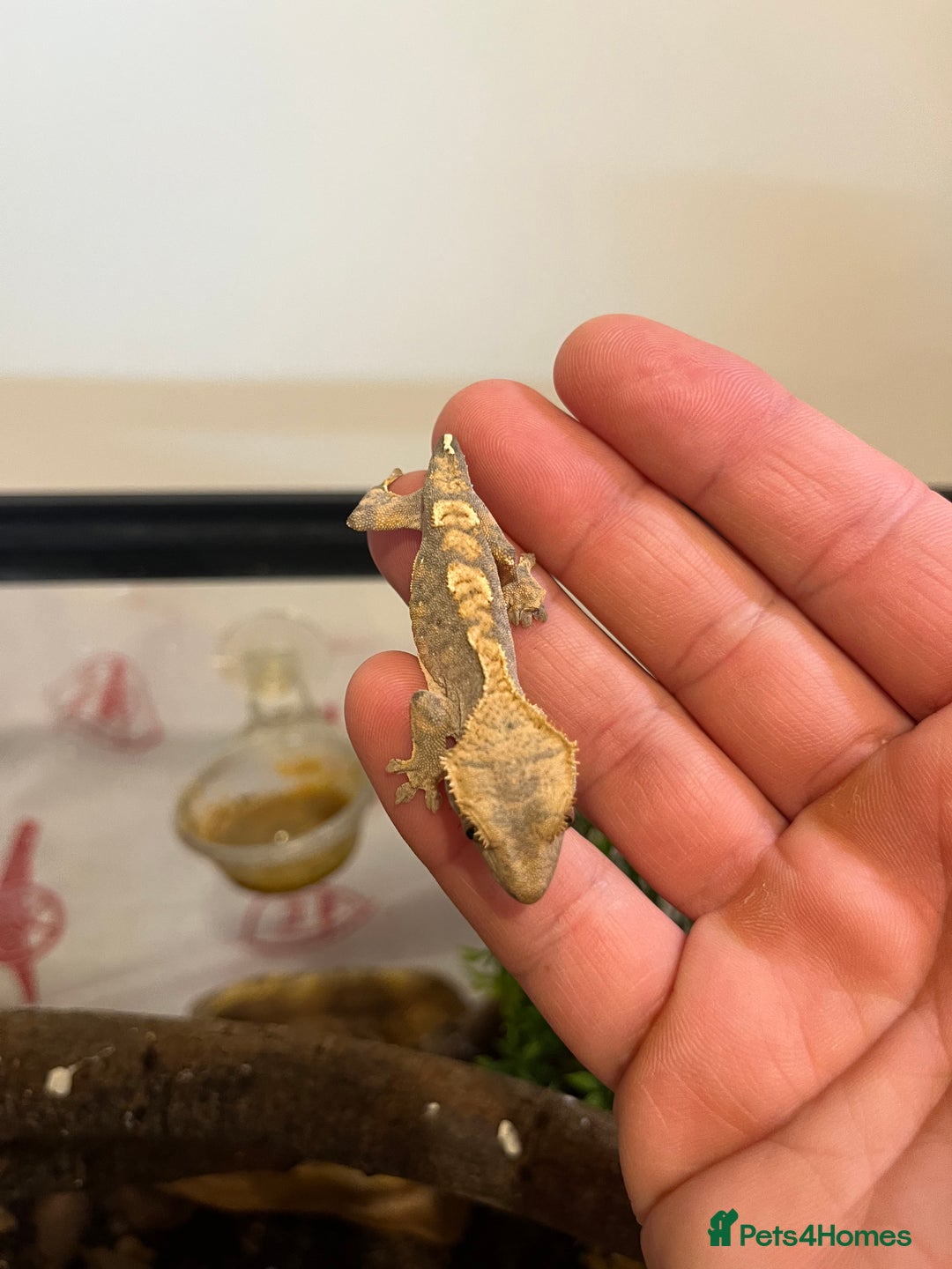 Gecko reptiles for sale: Crested gecko babies for sale  - Advert 14