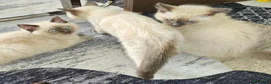 Ragdoll 1