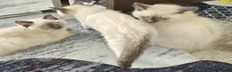 Ragdoll cats for sale: Glasgow Spring Burn  - Advert 10