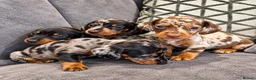 Miniature Dachshund dogs for sale: 🐾 KC Reg Mini Dachshund Pups Licensed Breeder 🐾  - Advert 5