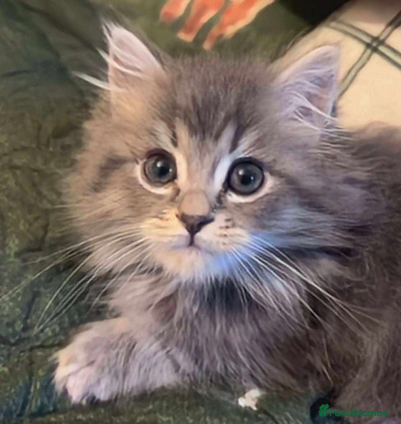 Mixed Breed cats Maincoon x Persian ready to leave  - Advert 3