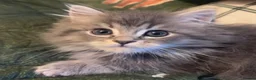 Mixed Breed cats for sale: Last 3!! Maincoon x Persian ready to leave  - Advert 1