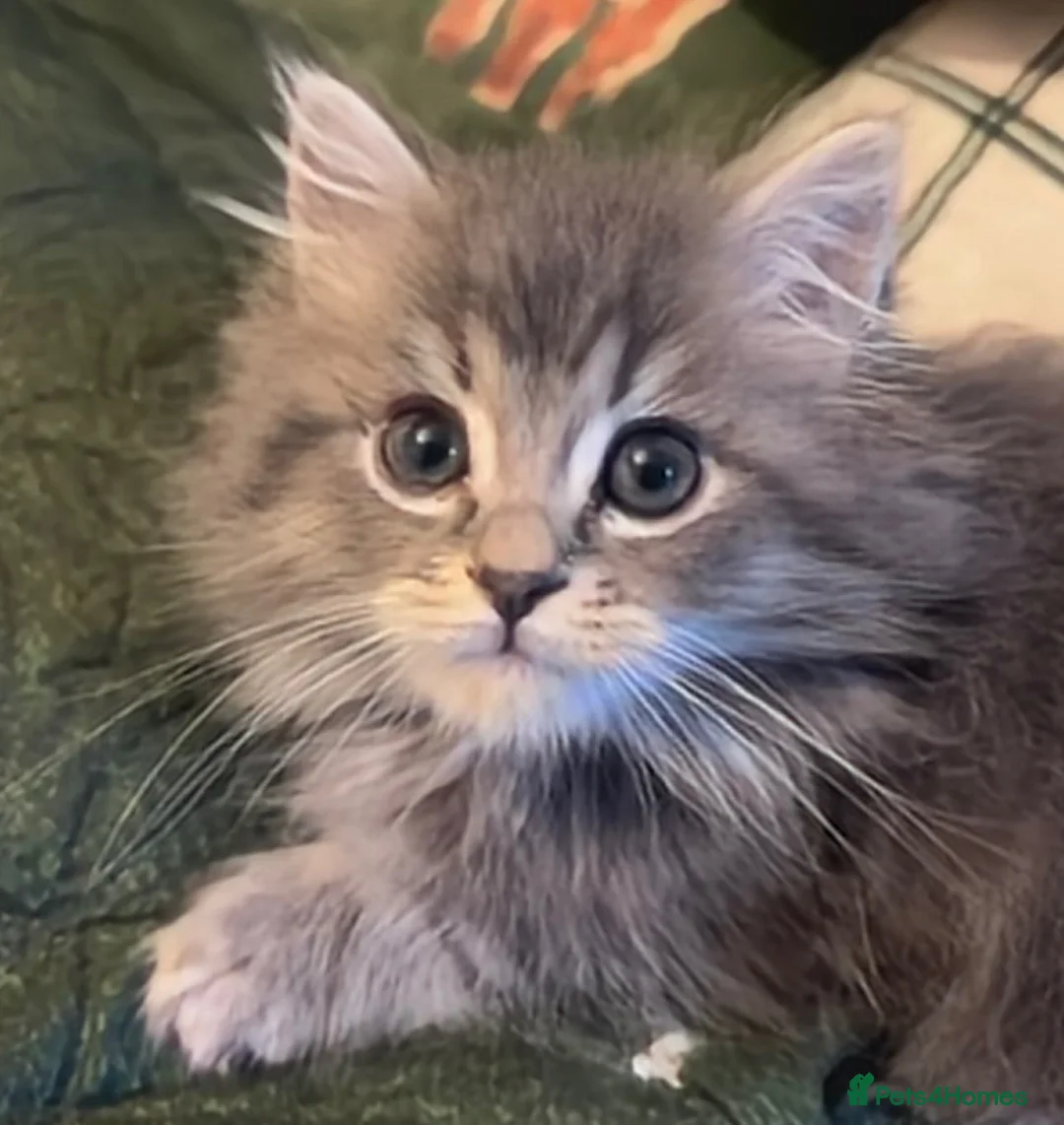 Mixed Breed cats for sale: Last 3!! Maincoon x Persian ready to leave  - Advert 1