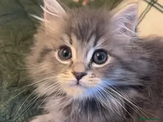 Mixed Breed cats Maincoon x Persian ready to leave - Advert 3