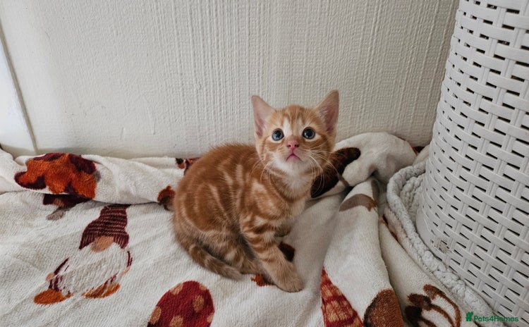 Mixed Breed cats - Advert 16