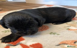 Springador dogs for sale: Springadors from working puppies  - Image 17