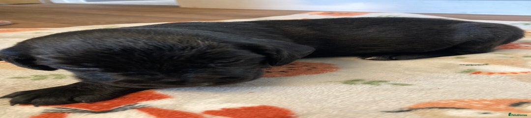 Springador Puppy 8