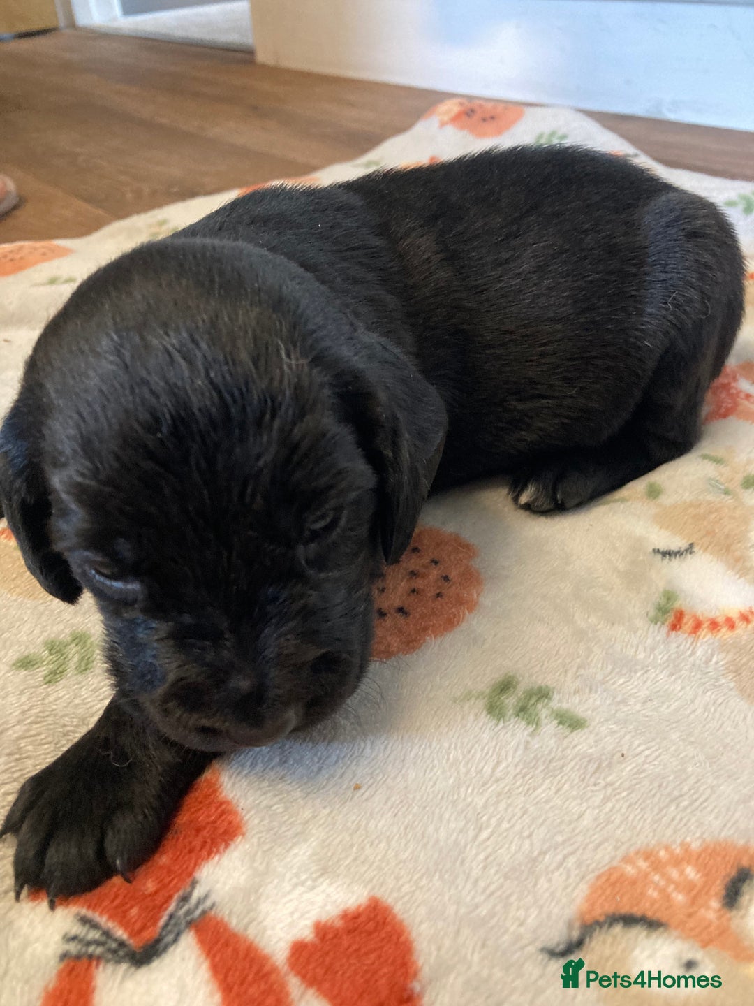 Springador dogs for sale: Springadors from working puppies  - Image 17