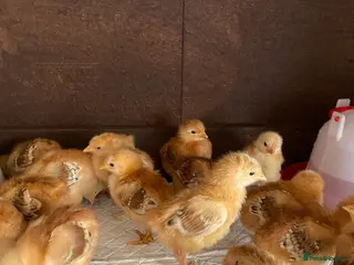 Chickens poultry Rhode Island Red Chicks and fertile eggs - Advert 1