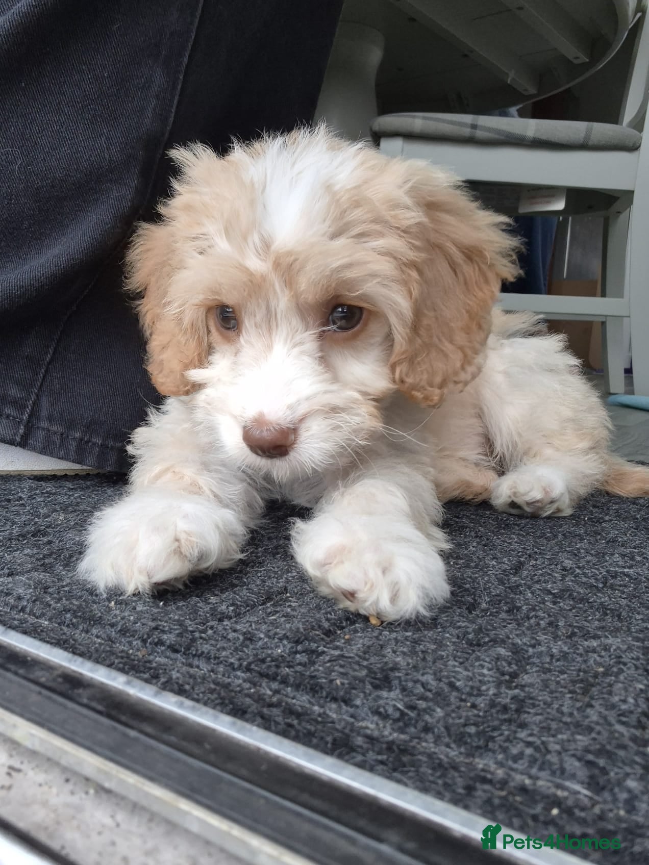 Cockapoo dogs Apricot cookapoo girl - Advert 1