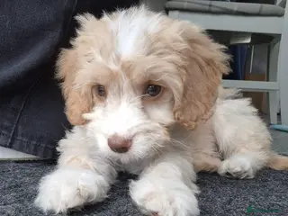 Cockapoo dogs Apricot cookapoo girl - Advert 1