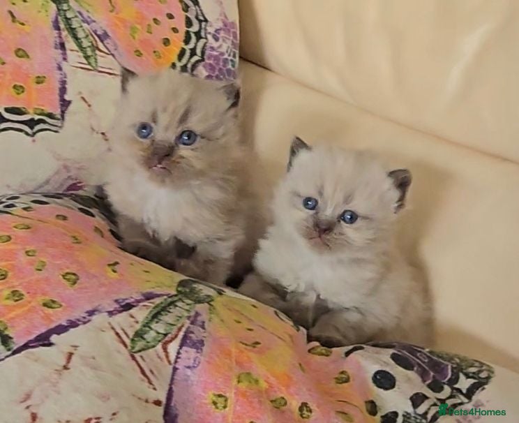 Persian cats Quality Minuet Persians - Advert 1