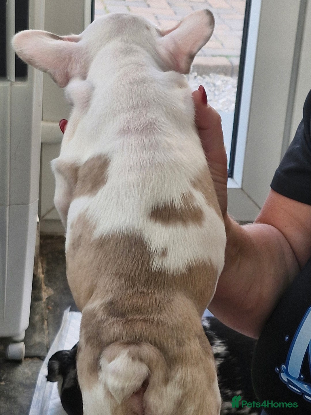 French Bulldog dogs for sale: French Bulldog Puppies - Image 7
