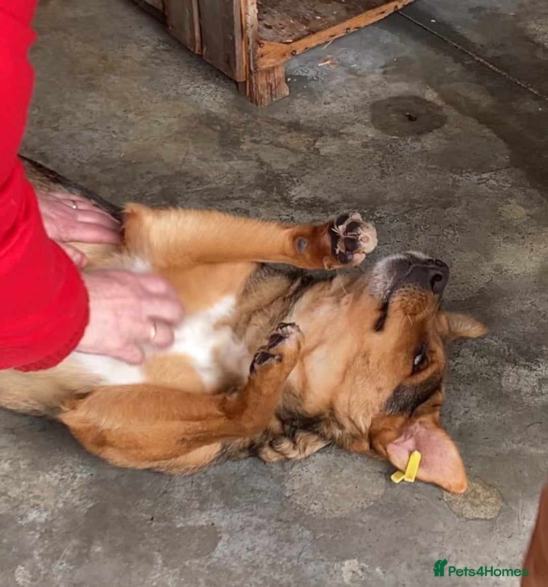 Mixed Breed dogs for adoption: Pitch & Peggy, 5 yrs. Available for adoption. - Advert 11