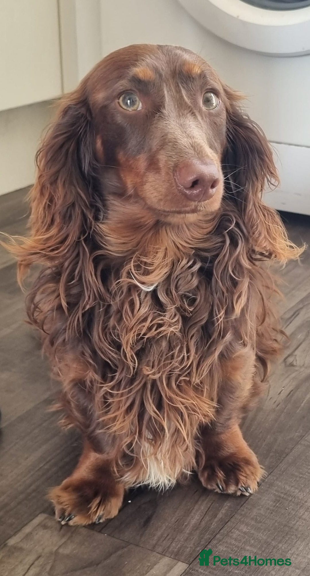 Miniature Dachshund dogs for sale: Kc longhair miniature dachshunds - Advert 8