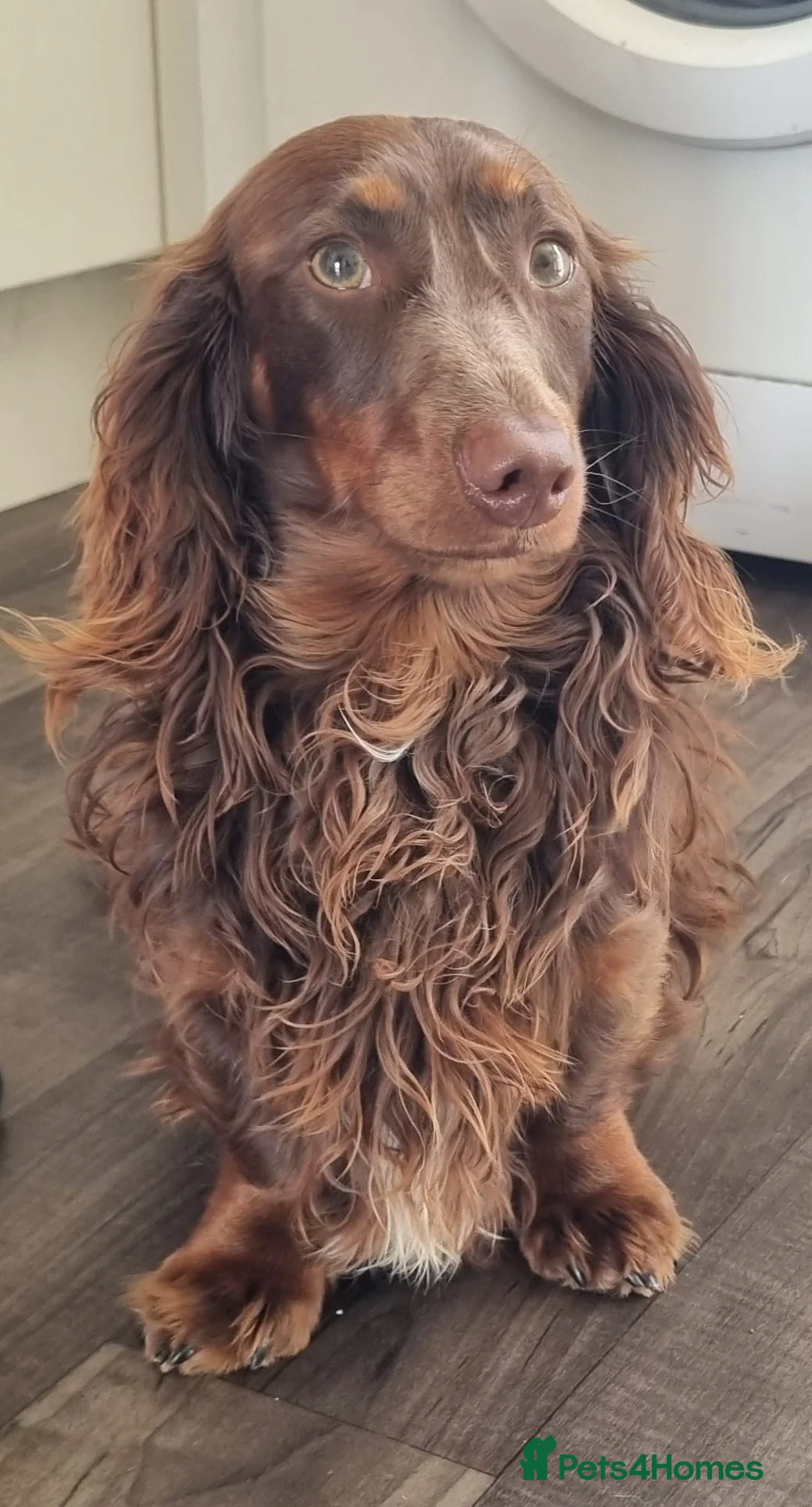 Miniature Dachshund dogs for sale: Last 2 blue&tan girls kc longhair mini dachshunds - Advert 19