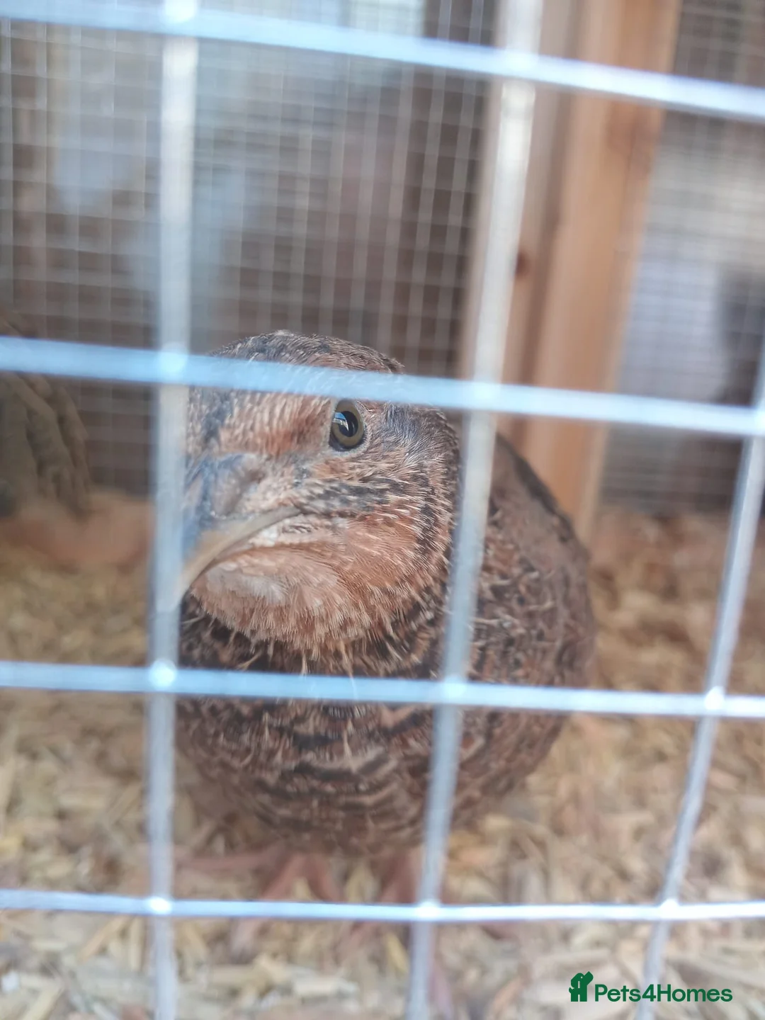 Quail poultry for sale: Gorgeous 8 week old corturnix quail  - Advert 25