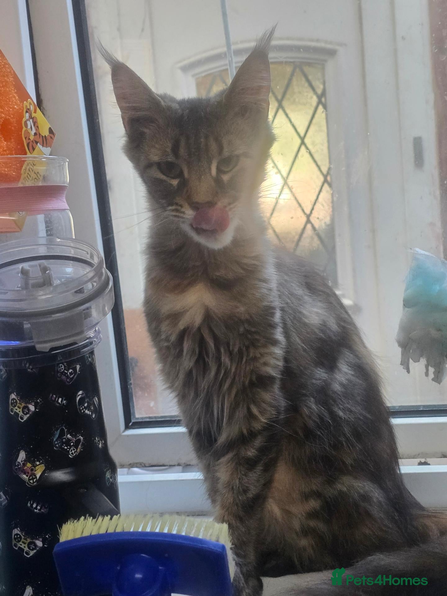Maine Coon cats for sale: Mainecoon 1/2 /domestic cat - Advert 16
