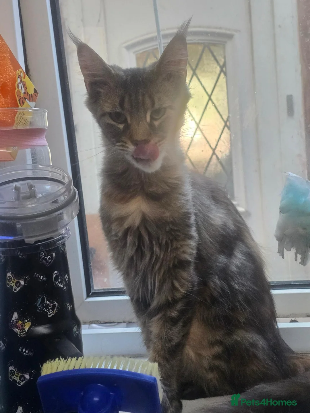 Maine Coon cats for sale: Mainecoon 1/2 /domestic cat - Advert 1