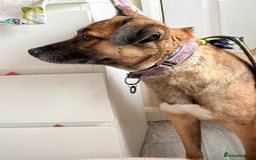 Mixed Breed dogs for adoption: Amelia - Daventry Northamptonshire  - Advert 5